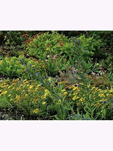 Kiepenkerl 801929 Dachbegrünung/Kräutermix | Inhalt: 1kg ausreichend für ca.150 m² | Problemlos, bunt, bewährt