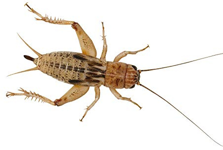 Livefoods4u Medium Small House Brown Crickets Live Food (6-8mm) - Perfect for Reptiles and Lizards - Sustainably bred (Pre Pack Approx 175)