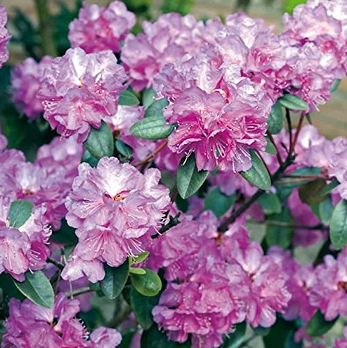 Zwerg Rhododendron P. J. Mezitt 20-25cm - Rhododendron impeditum - Zwerg Alpenrose - lebende Gartenpflanze aus den Baumschulen