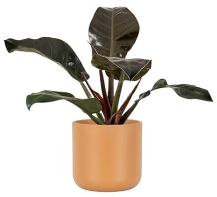 Planta Natural Ficus Robusta para Interior o Exterior Decoración Hogar o Regalo (maceta Ø14 Altura 45 cm)