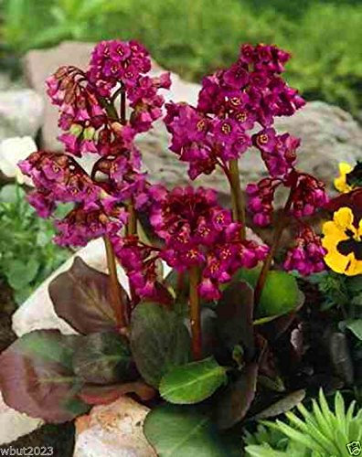 10 Semi Bergenia Semi-rosso-a. KA Cuore Foglia Bergenia Pig Squeak, Inverno Hardy a Zona 3
