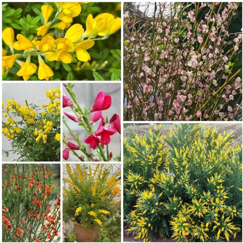 ginster - indoor ginstersamen balkon, deko wohnzimmer, gartenblumen zimmerpflanzen 500pcs