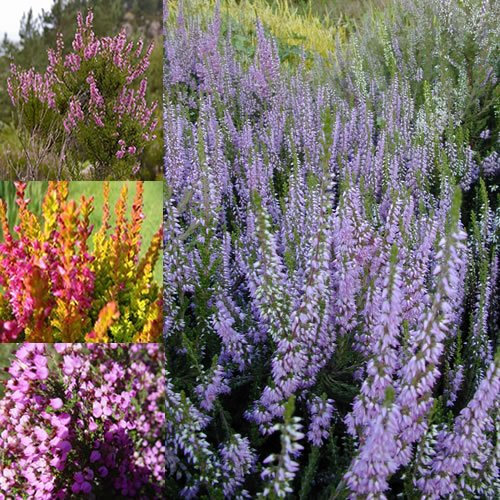 GardenersDream 6 x Mixed Heather Plants in Pots - Natural Potted Outdoor Garden Ready Plants - Outdoor Flowering Shrubs - Evergreen Outdoor Plants for Gardens, Borders and Patios (9cm)