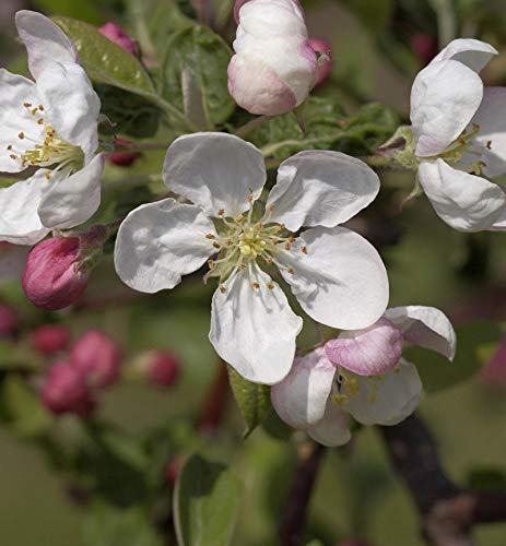 Hochstamm Zierapfel Evereste 100-125cm - Malus Hybride - lebende Gartenpflanze aus den Baumschulen
