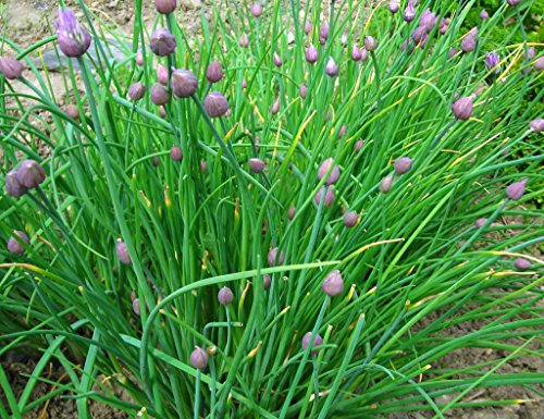 Chives Allium 3 x Plug Plants, Culinary Garden Herbs by park farm plants