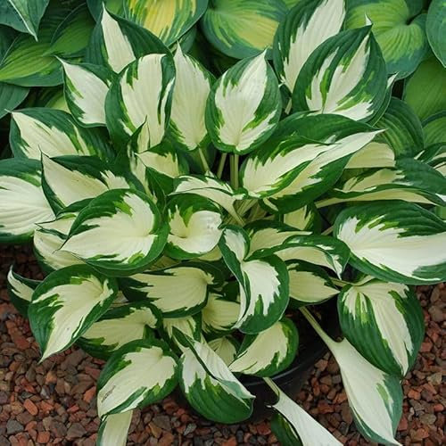 Bio Funkien 'Fire and Ice' lavendel, Topf 11x11 cm, 3 Pflanzen