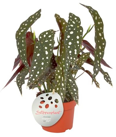 Begonia Maculata Natural Planta de Interior y Exterior - Tropical