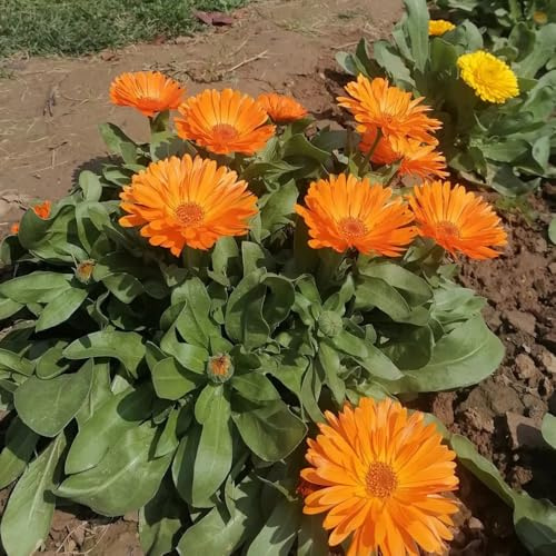 semi di calendula biologici - calendula - giardino, calendula da giardino roccioso resistenti di perenni resistenti da balcone, 800pcs