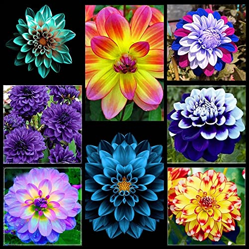 Mix Dahlia Bulbs Stunning Perennial Flower Bulbs for Planting Dinner-Plate Dahlia Giant Flowers Rich and Colorful (5 Bulbs,A)