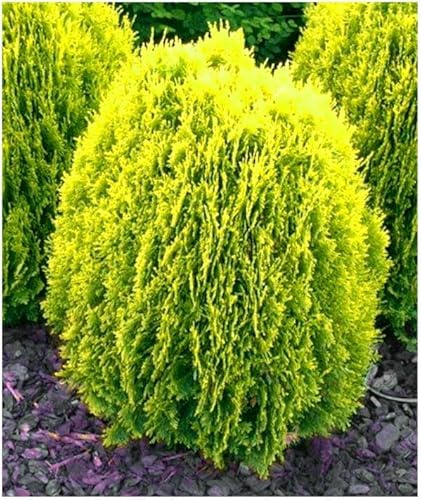 GrowOn Shrubs Dwarf Conifer Chamaecyparis Lawsoniana 'Golden Pot' | Evergreen Shrub | Outdoor Garden Ready Plant