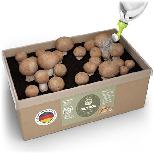 Hiwago braune Champignon Pilzbox zum Pilze züchten für Zuhause – Komplettset für braune Champignons, Pilzbrut zum Züchten für zuhause - Mushroom Grow kit mit Myzel & Gießkannenaufsatz Gr. M