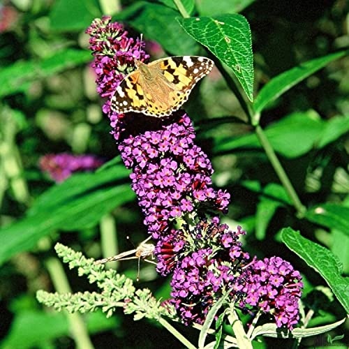 Buddleja Davidii Schmetterlingsstrauch Sommerflieder insektenfreundlich | Perfekt für Bienen, Hummeln und Schmetterlinge (80-100 cm (C7,5), Empire Blue)
