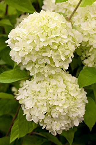Hydrangea paniculata 'Limelight' 80-100 cm - Rispenhortensie, limonengrüne Blüten, Blütezeit Juli-September, ideal für Rabatten, pflegeleicht und winterhart