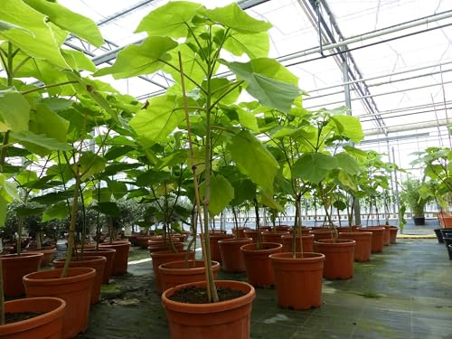 gruenwaren jakubik Blauglockenbaum Kiribaum 110-120 cm Paulownia tomentosa Kaiserbaum