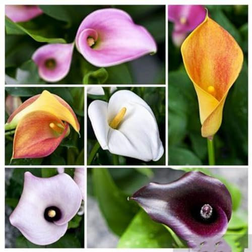 Calla Lily Bulbs for Planting Now UK Strong Plants That Grow Well Mix Golden Jade Carving Feels Beautiful Now Mixed Crop -8 Bulbs-b