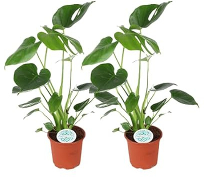 Monstera Deliciosa – Köstliches Fensterblatt – 2 Pflanzen – Zimmerpflanze – Ø14cm – 45cm – Tropisches Grün für Wohnzimmer Büro Schlafzimmer