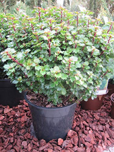 Ilex merserveae Little Rascal - Stechpalme Little Rascal 40-50