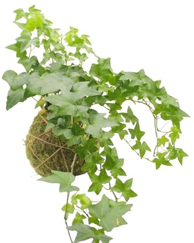 DECOALIVE Kokedama Hiedra Planta Envuelta en Musgo