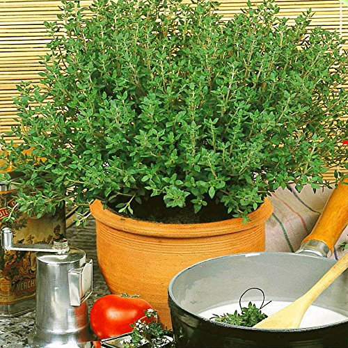 Thym dhiver - 1 sac de graine