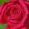 DIAMOND DOTZ DD5.039 - Original 5D Diamond Painting Set Rose, Kreativset mit 10.449 Diamant Mosaiksteinen, Malset ca. 31 x 31 cm, DIY Komplettset für Erwachsene und Kinder ab 8 Jahren