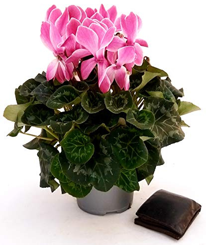 POWERS TO FLOWERS - CICLAMINO XXL GRANDIFLORA ROSA BICOLORE, vaso 17cm, pianta vera