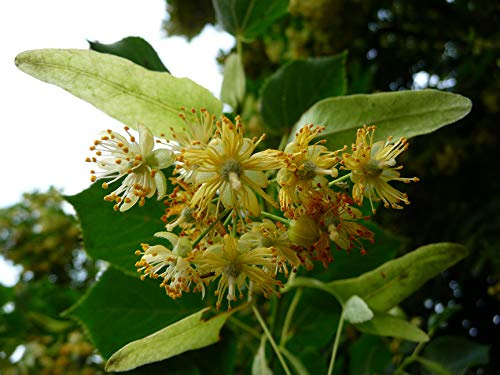15 Samen von Tilia platyphyllos (Linde) Weiß