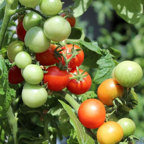 Veranda F1 Tomatensamen