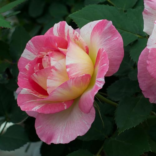 Heirloom Roses Rose Plant - Marc Chagall™ Multi Rose Bush, Floribunda Live Plant for Planting Outdoors