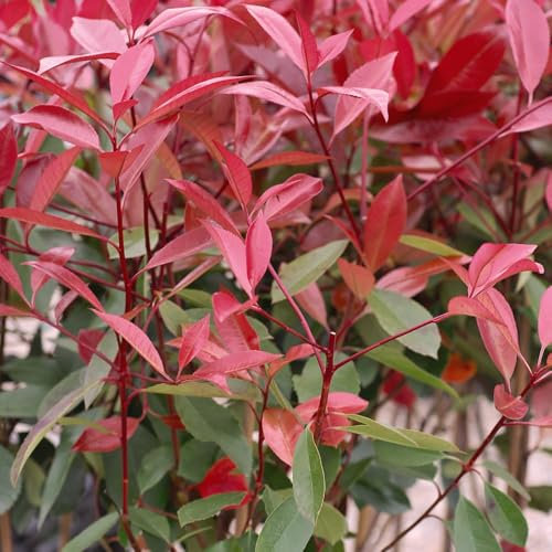 Photinia x fraseri 'Red Robin' - Evergreen Shrub with Bright Scarlet Foliage, RHS AGM Award-Winning, Ideal for Hedges & Specimen Plants - 6X 2 Litre Potted Plant by Thompson & Morgan