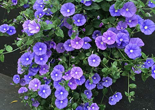 Convolvolo blu Convolvulus mauritanicus 3 piante rampicanti in vaso ø9 cm Vivaio di Castelletto