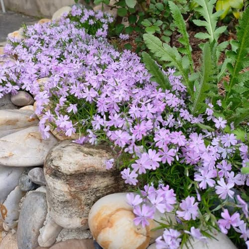 Semillas de Phlox de alfombra - exóticas Phlox subulata - para exterior resistentes al invierno de balcón, jardín de silvestres 100pcs