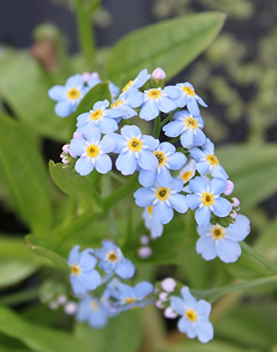 WASSERPFLANZEN WOLFF - Myosotis palustris - Sumpfvergißmeinnicht, hellblau - heimisch - 2er-Set QUALITÄTSSTAUDEN in 9x9cm Töpfen- winterhart!