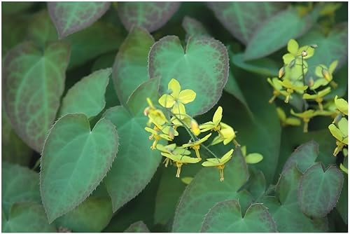 Stauden Gänge 10 x Epimedium x perralchicum 'Frohnleiten' Elfenblume | Winterharte Staude für Halbschatten bis Schatten, Blüte April bis Mai, mehrjährig, 9x9 cm Topf