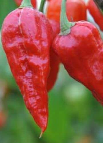 TRTO 5X Dorset Ghost Chilli Pepper Useful to Garden and Outdoor Easy to Use