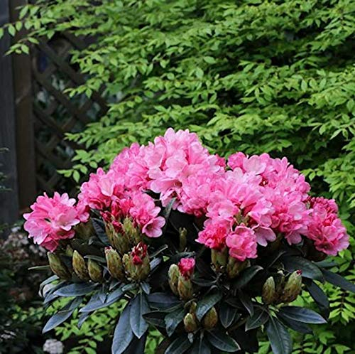 Hochstamm Rhododendron Clivia 80-100cm - Rhododendron williamsianum - lebende Gartenpflanze aus den Baumschulen
