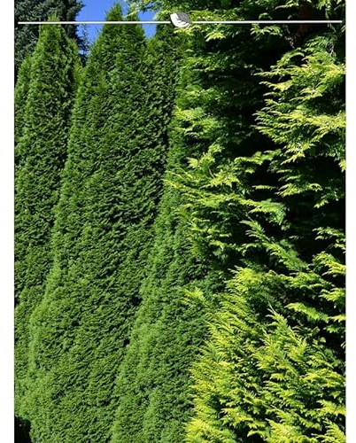 Thuja Smaragd 180-200 cm. 10 Lebensbäume. Immergrün, Winterhart, Sichtschutz