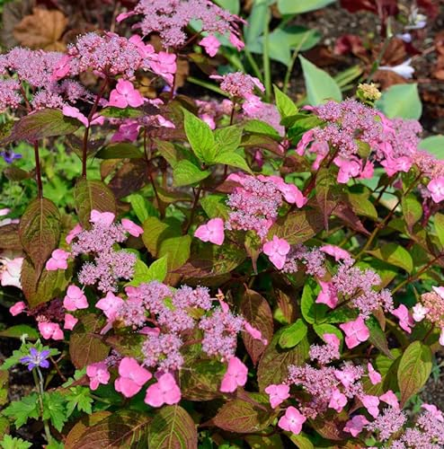 Teller Hortensie Daredevil 30-40cm - Hydrangea serrata - lebende Gartenpflanze aus den Baumschulen