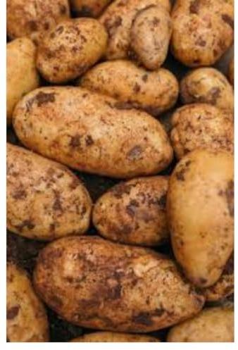 Fresh Cyprus Potatoes I 2KG
