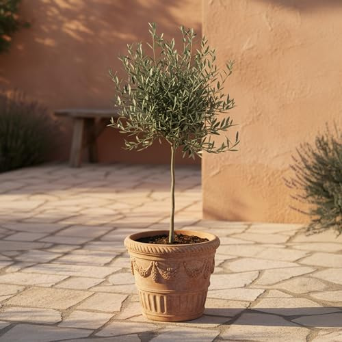 GardenersDream Olivenbaum Olea Europaea – Immergrüne Gartenpflanze im Topf – Pflegeleichte mediterrane Pflanze für draußen – Ideal für Beete, Töpfe und Gartendekoration (45–50 cm inkl. 14-cm-Topf)
