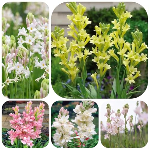 bulbi tuberosa, regali per gli amanti del giardino da esterno resistenti bulbi di resistenti precoce recisi decorazione da giardino per esterni 6pcs