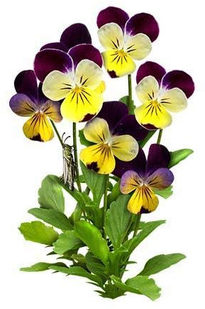 VIOLA CORNUTA HELEN MOUNT NR.100 SEMI