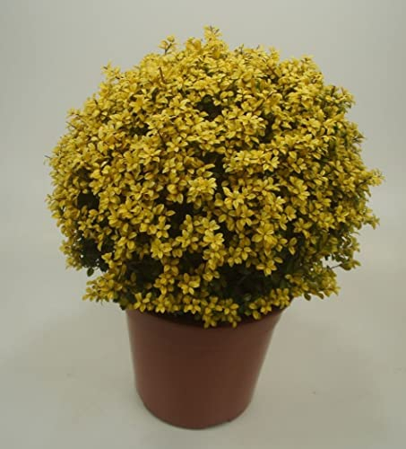Stauden Gänge 1 x Ilex crenata 'Golden Gem' Kugel 30-40 cm (Buchsbaum Ersatz/Immergrün/Winterhart/Mehrjährig) gelber Berg Ilex - Der goldene Glanzpunkt für Ihren Garten