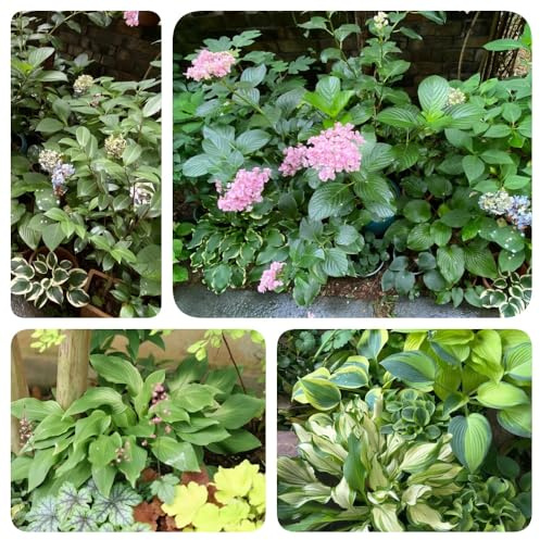 semi di hosta, da giardino roccioso resistenti Hosta plantaginea, decorazione floreale da balcone per esterno resistenti all'inverno regali 50pcs