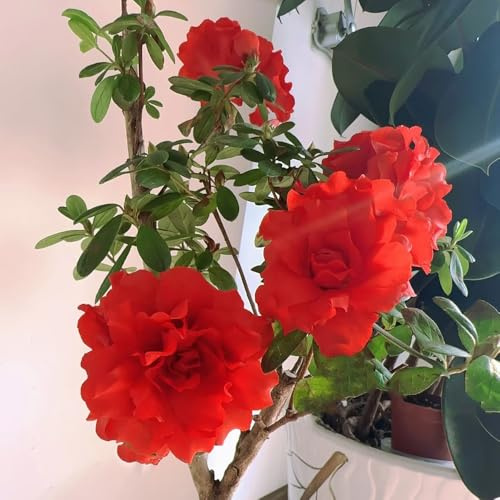 Azalee, wohnzimmer deko pflanzensamen Rhododendron, balkonpflanzen winterhart exotische 200Samen