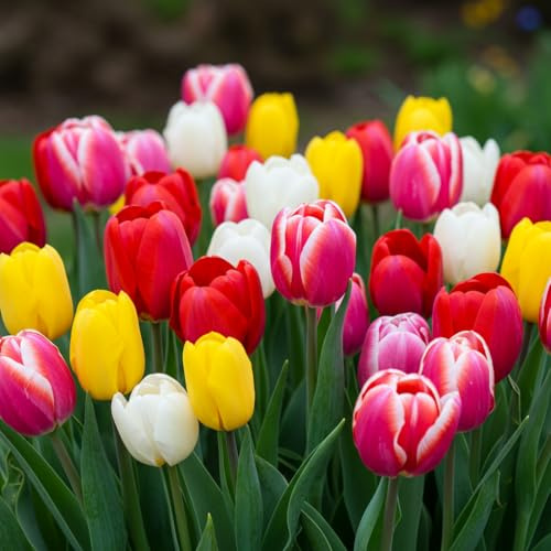 Lot de 10 bulbes de tulipes de couleur arc-en-ciel pour plantation – Fleurs printanières, fleurs vivaces, bordures, plates-bandes, patio et arrangements floraux coupés