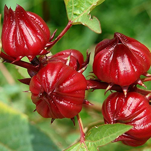 Frozen Seed Capsules - Red Roselle (Hibiscus sabdariffa) - Grow Now or Store for Future Planting - Capsule of 50 Seeds