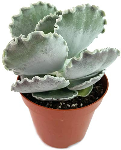 Fangblatt - Cotyledon undulata - seltenes Muschelblatt - pflegeleichtes Dickblatt für das sonnige Fensterbrett - dekorative Sukkulente für Ihre Wohnung