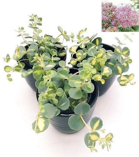POWERS TO FLOWERS - SEDUM SIEBOLDII VARIEGATO, 3 PIANTE, piante vere