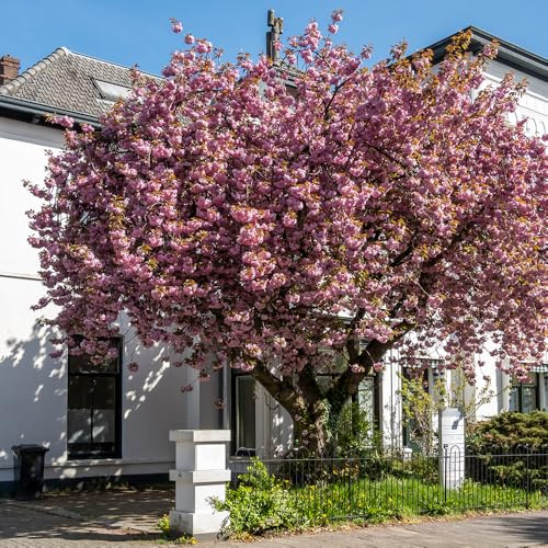 YouGarden - Flowering Cherry Tree Prunus 'Kanzan' Established Plant in 5L Pot