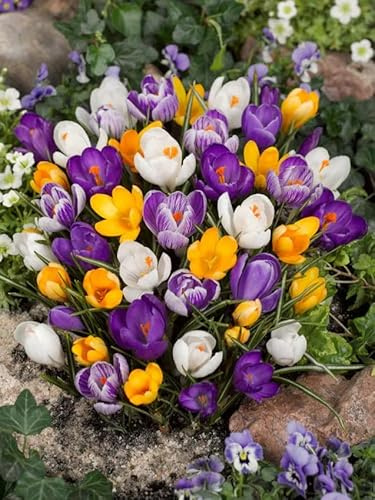 Krokus Blumenzwiebeln Winterhart Mix, Mehrjährige Zwiebeln aus Holland, für Garten, Balkon, Beete und Töpfe (100, Krokus Mischung)